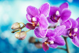 Fototapeta Storczyk - Flowers - Orchidea, Orchid