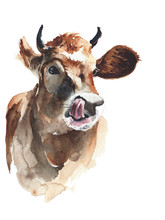 Cow Head Portrait Watercolor Painting Illustration Isolated On White Background