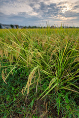 Wall Mural - Rice field at sunset time