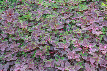 Coleus