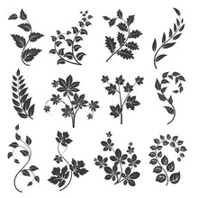 Curly Branches Silhouettes With Leaves Isolated On White Background. Vector Illustration