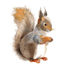 Squirrel Isolated On A White Background, Watercolor