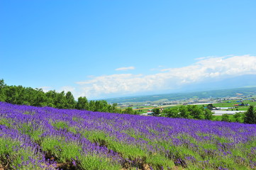 Canvas Print - Colorful Lavender Flower Fields