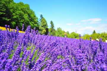 Canvas Print - Colorful Lavender Flower Fields