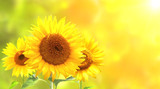 Fototapeta Kwiaty - Sunflowers on blurred sunny background