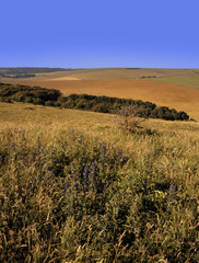 Poster - south downs sussex uk