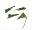 Aphids on Lonicera leaves