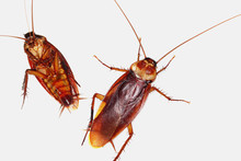 Cockroach  On White Background