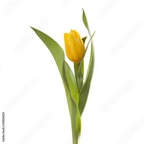 yellow tulip flower on a stem with leaves isolated on white bac
