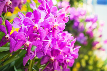 Wall Mural - close-up beautiful pink and purple orchid flower tree blooming in the garden.