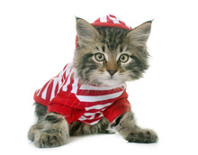 Dressed Maine Coon Kitten