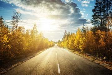 Wall Mural - road in north forest in autumn time