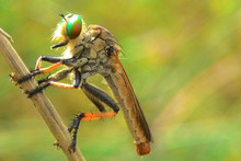 Robber Fly Waiting For The Prey