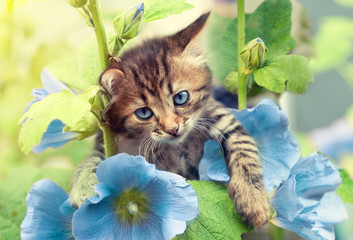  Portrait of little kitten in the garden with ble mallow flowers