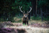 Fototapeta Zwierzęta - Solitary red deer stag with big antlers standing in heath. Natio