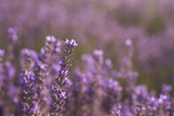 Fototapeta Lawenda - lavender flowers detail