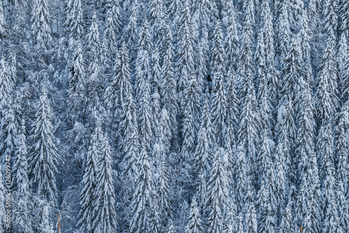 Plakat na papierze fotorealistycznym Winterwald
