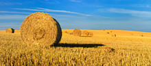 Bales Of Straw In Endless Stubble Field During Harvest, Summer Landscape Under Blue Sky