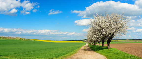 Wall Mural - Kirschbäume in voller Blüte, Feldweg durch Felder im Frühling