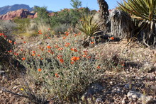 Orange Desert Flowers, Desert Landscape, Red Rock Mountains & Blue Sky