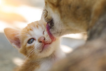 Kitten Was Washed By Mother Cat Licking, Concept For Mother Love