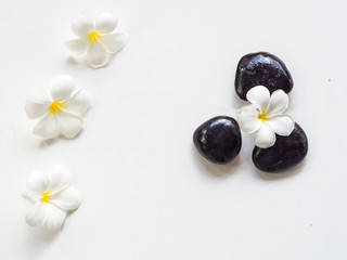 Frangipani plumeria Spa Flower with massage stones on white background