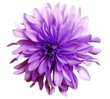 Purple  Flower On A White   Background Isolated  With Clipping Path. Closeup. Big Shaggy  Flower. Dahlia..
