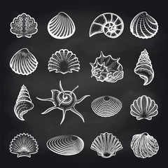 Wall Mural - Hand drawn sea shells on chalckboard background vector