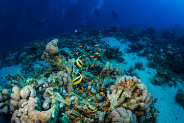 Wall Mural - Divers on the reaf