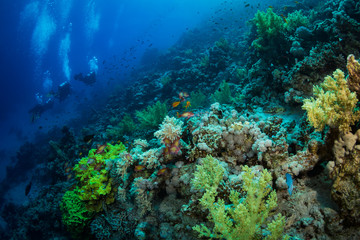 Wall Mural - Divers on the reaf