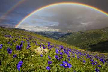 Double rainbow over blooming mountain valley