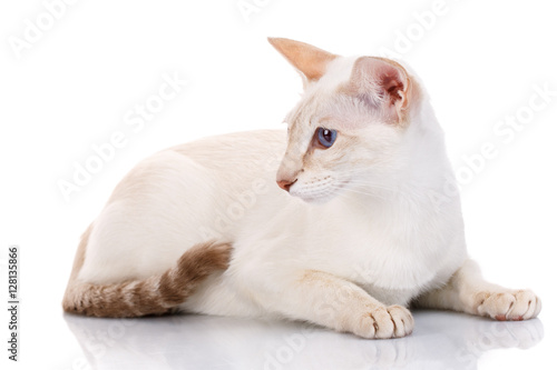Blue Eye Siamese Kitten Isolated On White Buy This Stock Photo
