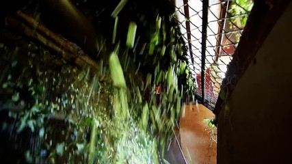 Wall Mural - hops farmers working with hop picking machine , Villoria village , Leon, Spain ; 1900x1080 HD video