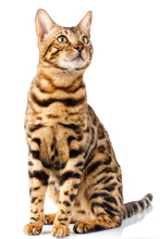 Bengal Cat On White Background Quietly Sits And Looks Up With Interest