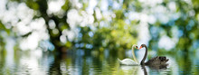 The Image Of Two Swans On The Water.