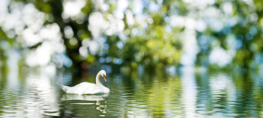 Wall Mural - The image of a swan on the water.