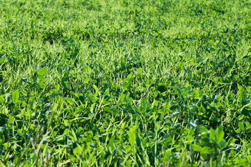 Wall Mural - Meadow with clover leaves bright green background.