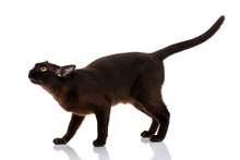 Black Cat Burmese Standing On A White Background