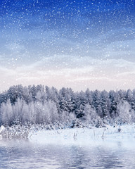   forest in the frost. Winter landscape. Snow covered trees.