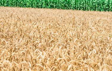 organic golden ripe ears of wheat in field