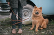 © Laszlo - Cute dog with woman. Leash over her legs.