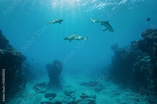 Cuadros en Lienzo Three blacktip reef sharks underwater swimming between the ocean floor and the w