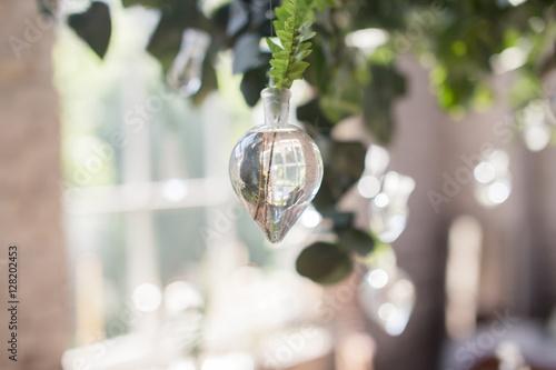 Green Leaves Of Fern In Hanging Glass Water Tubes Pieces Of