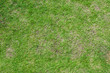 Football field green grass pattern textured background , textured grass for background
