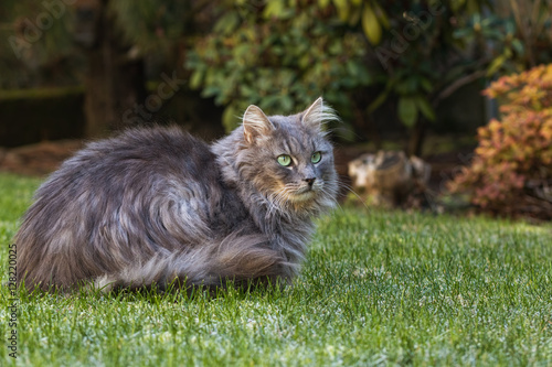 Grey Long Haired Cat On The Frozen Lawn Buy This Stock Photo And