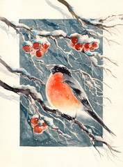 Cristmas bullfinch illustration, postcard-red bird on a sprig .Picture created with watercolors.