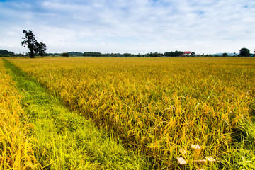 Golden rice field with the bluesky at maechan, Chiang rai,Thailand