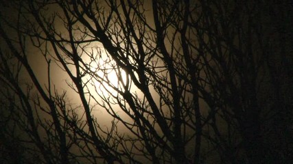 Wall Mural - full moon shines bright behind old tree branches blowing in the wind.