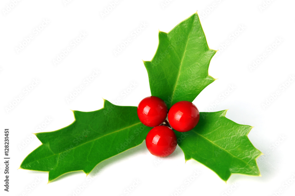 Bright green Christmas holly with red berries isolated on white Stock ...