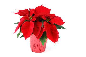 Wall Mural - fresh Christmas poinsettia isolated on white background